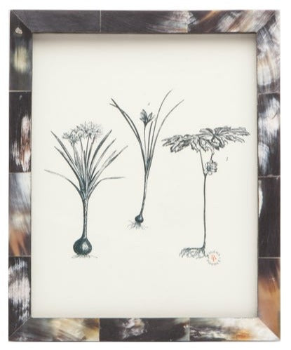 Pigeon and Poodle Dark Horn Essen Frame, 8 x 10 featuring three different plant drawings, each displaying detailed leaves and roots, set against a white background, perfect for adding to your frame collection.