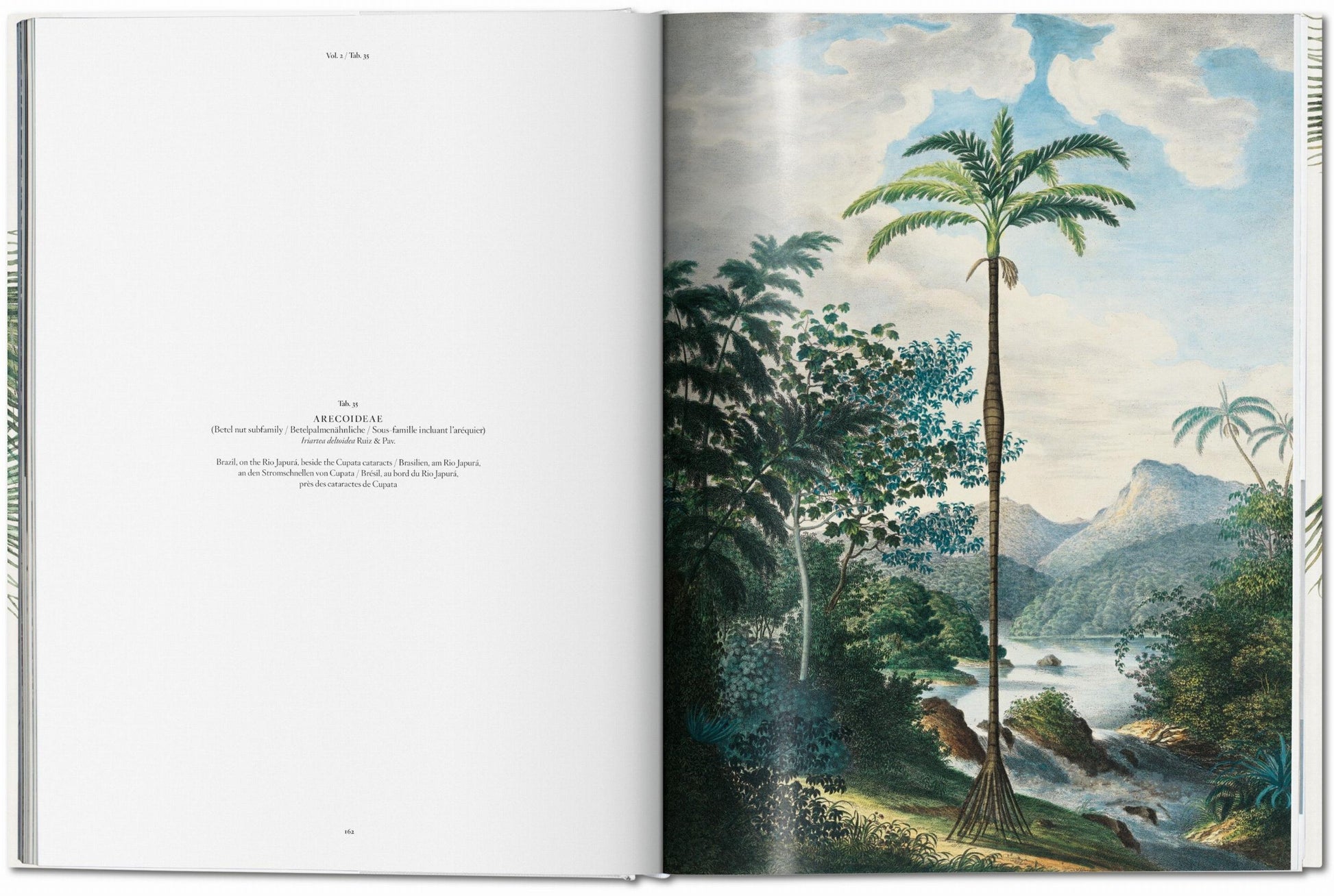 Open book displaying a botanical illustration of a tall palm tree by a river with mountains in the background, reminiscent of an Amazonian journey. The left page contains text, possibly extracted from **The Book of Palms**.