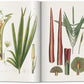 An open botanical book, reminiscent of The Book of Palms by German botanist von Martius, displays detailed illustrations of plant parts, including leaves, stems, and flower structures. Each part is meticulously labeled with scientific precision.