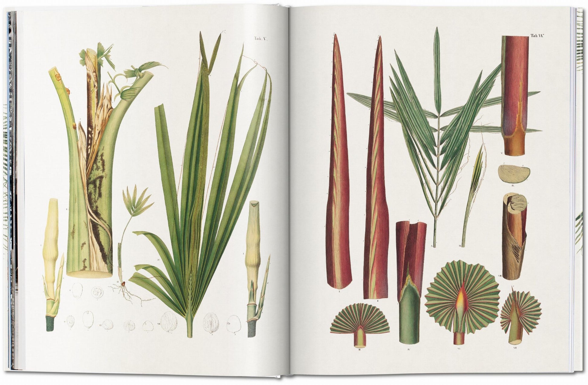 An open botanical book, reminiscent of The Book of Palms by German botanist von Martius, displays detailed illustrations of plant parts, including leaves, stems, and flower structures. Each part is meticulously labeled with scientific precision.