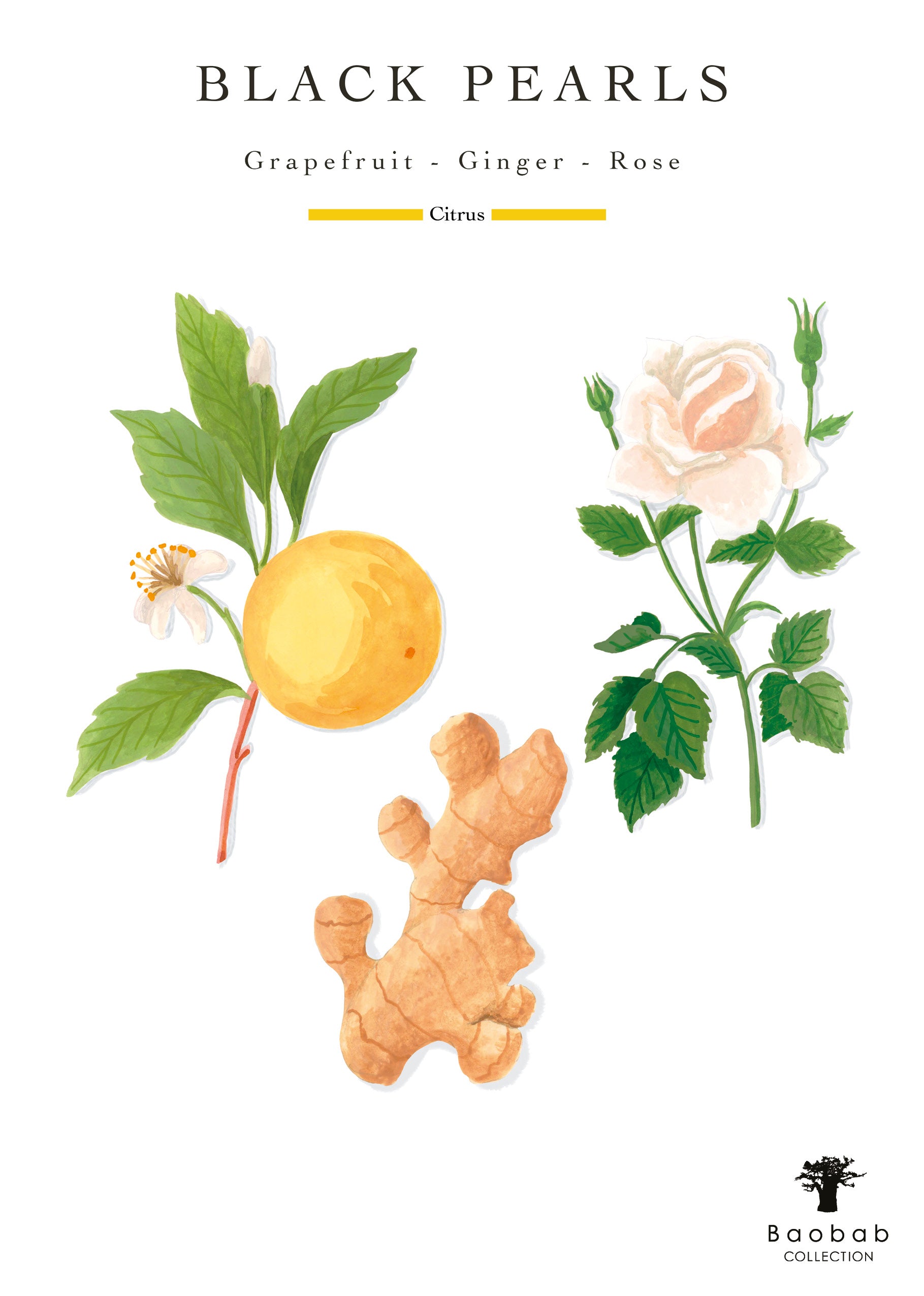 Illustration of a grapefruit with leaves and a flower, a piece of ginger root, and a white rose with leaves. Text above reads "Baobab Collection Pearls Black Candle" and below in smaller text, "Grapefruit - Ginger - Rose." Perfect for adorning the label of a scented candle.