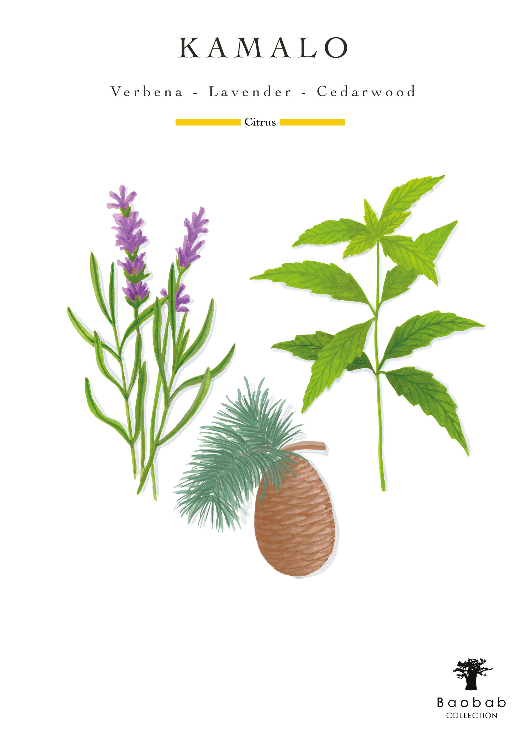 An illustration featuring verbena, lavender, cedarwood leaves, and a cedar cone. The text above displays "Baobab Collection Sacred Trees Kamalo Candle," with "Citrus" below.