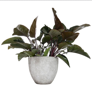 A potted philodendron with dark green leaves sits in a Medium Jesslyn Imperial White Planter with an elegant, minimalist design, set against a white background.